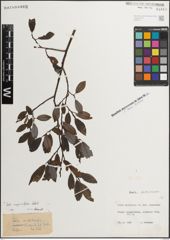 Foto von Salix myrsinifolia Salisb.